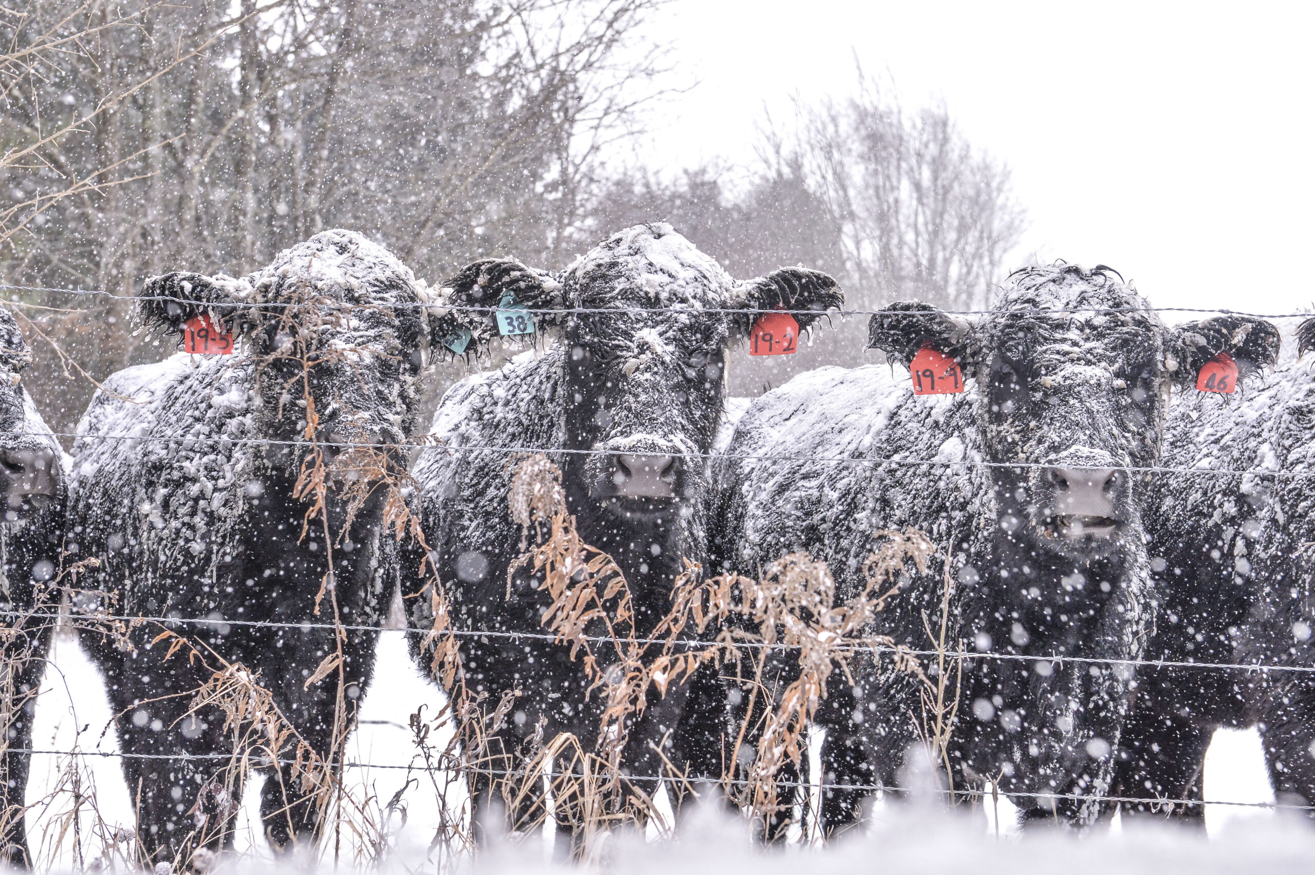 Mon County Office of Emergency Management to host bovine emergency response training